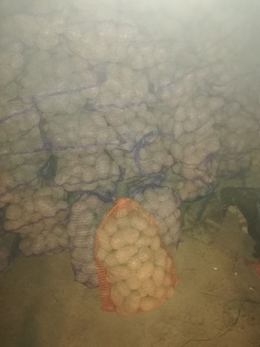 Ziemniaki belaroza lili corina