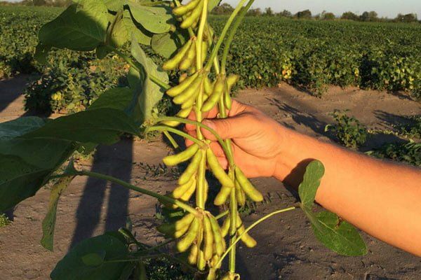 Купити насіння сої Ватсон