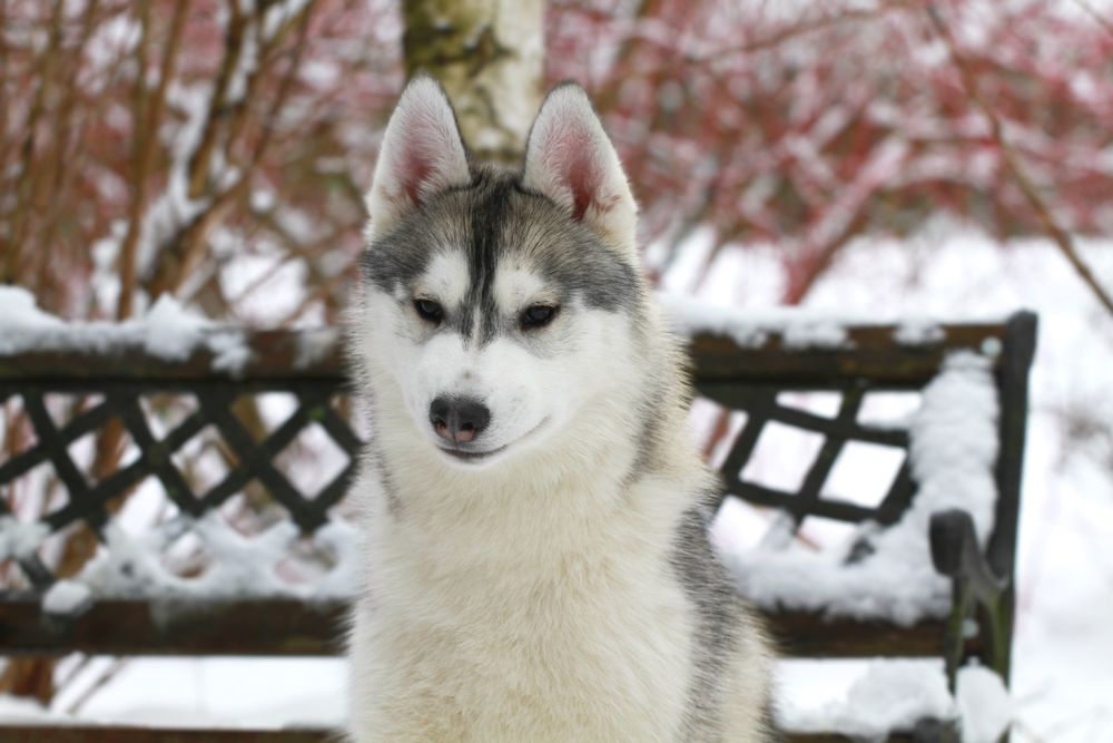 Siberian Husky ZKwP