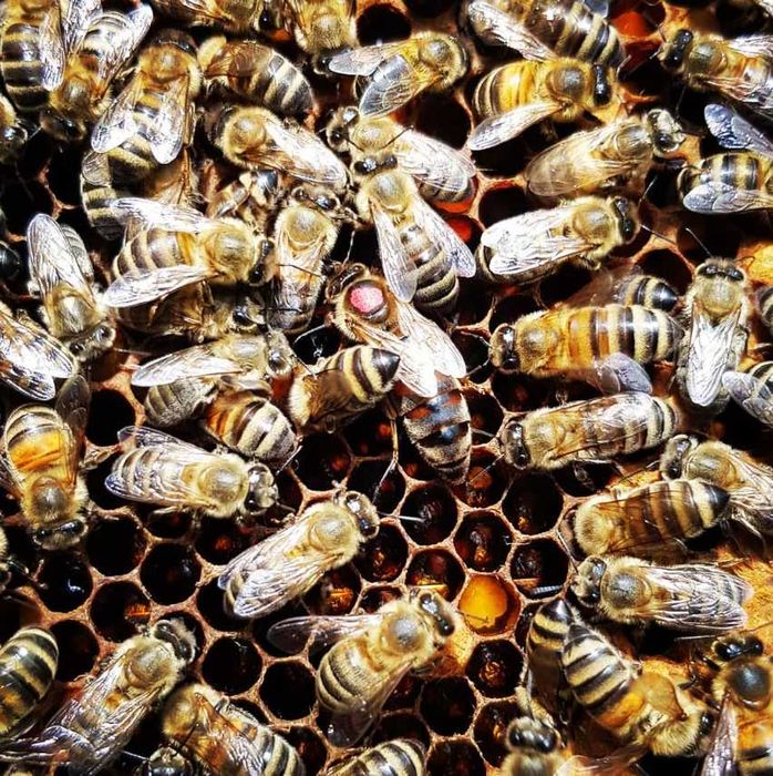 Odkłady pszczele