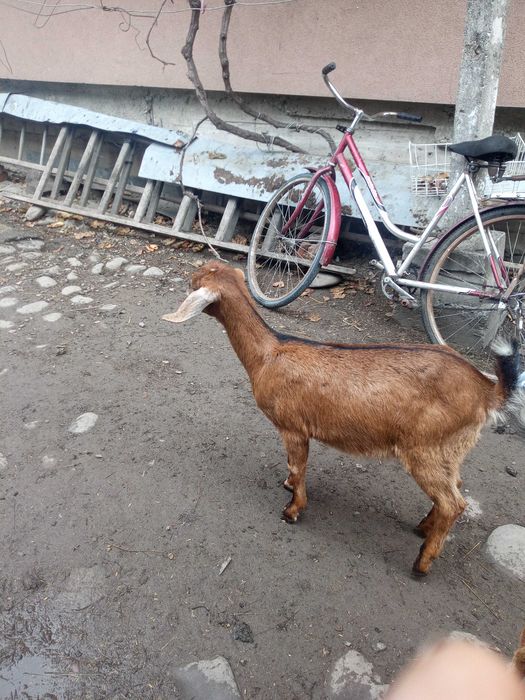 продам кузличку