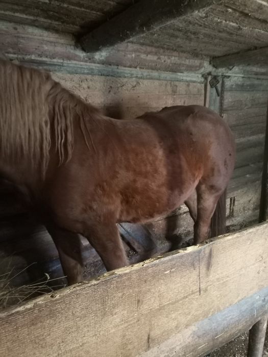 Продам 7 річного,кастрованого Коня.