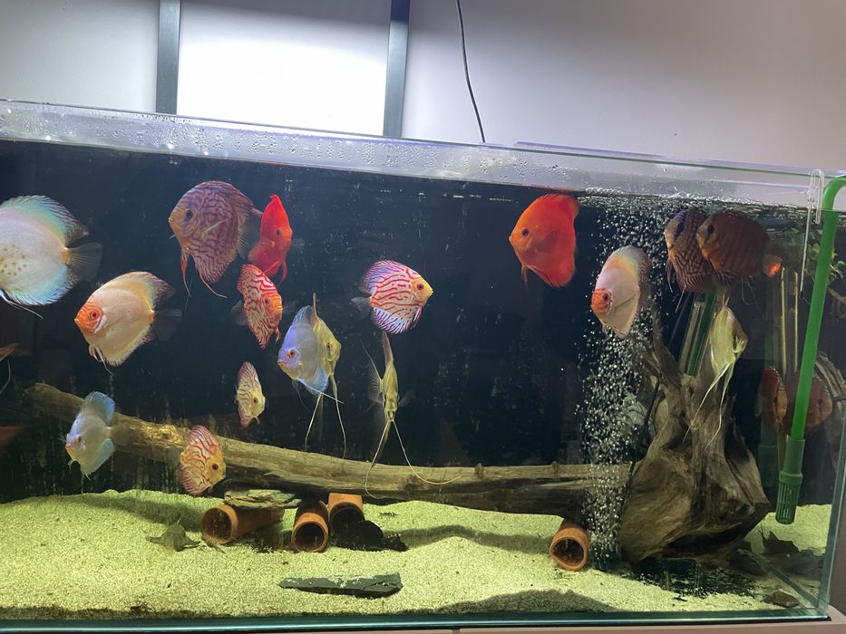 Tronco  1,20m para aquario