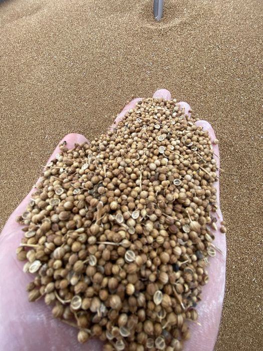 Приправа КОРИАНДР  !!!