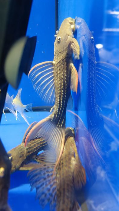 L 24 super red rarytas