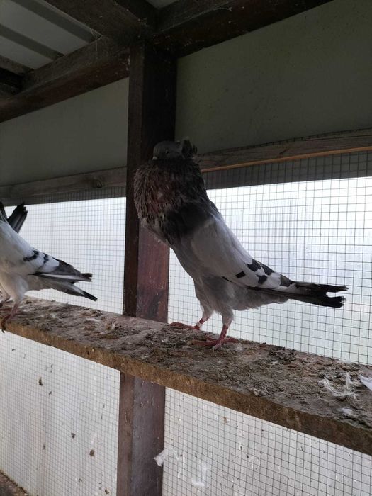 Sprzedam gołębie. W dobrych cenach .