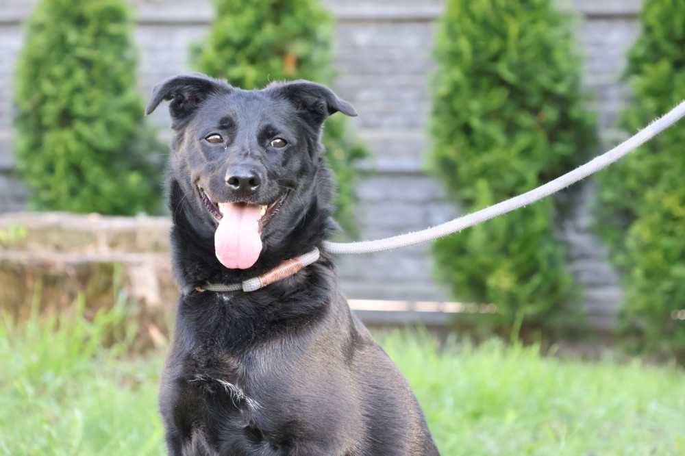 104732 Goya do adopcji