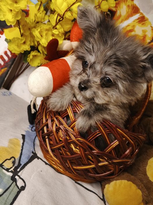 Мальтіпу хлопчик, мініатюрний хлопчик мальтіпу,помаПу