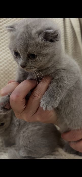 Вислоухі шотландські котята