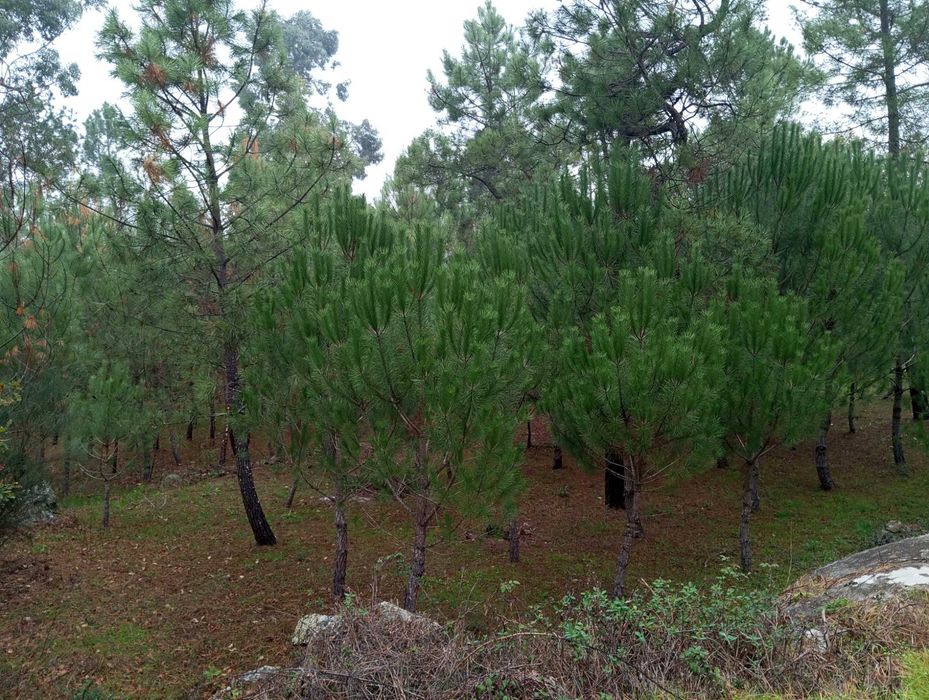 Terreno com pinhal para construção