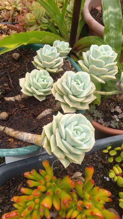 Suculentas echiverias