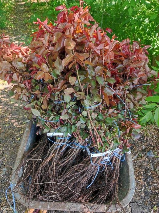 Продаж  Саджанців ТРОЯНД.роз.опт