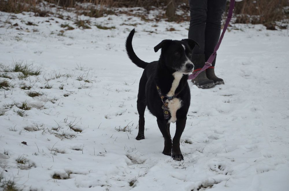 Frania do pokochania - adopcja