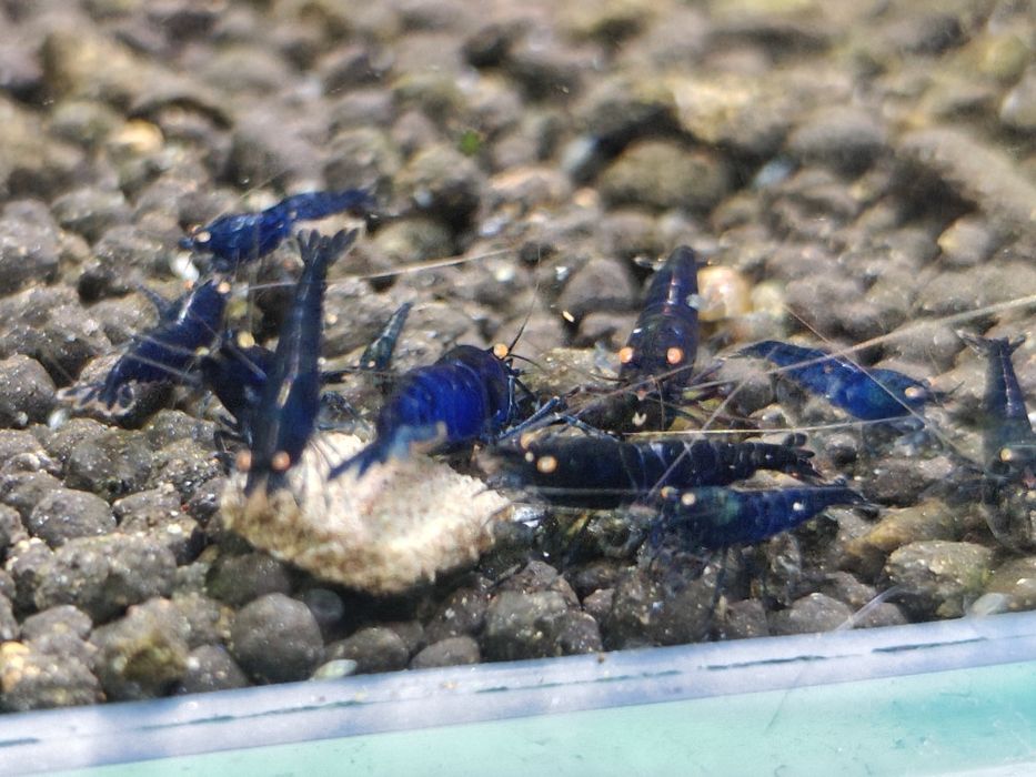 Krewetki Caridina Royal Blue Tiger OE