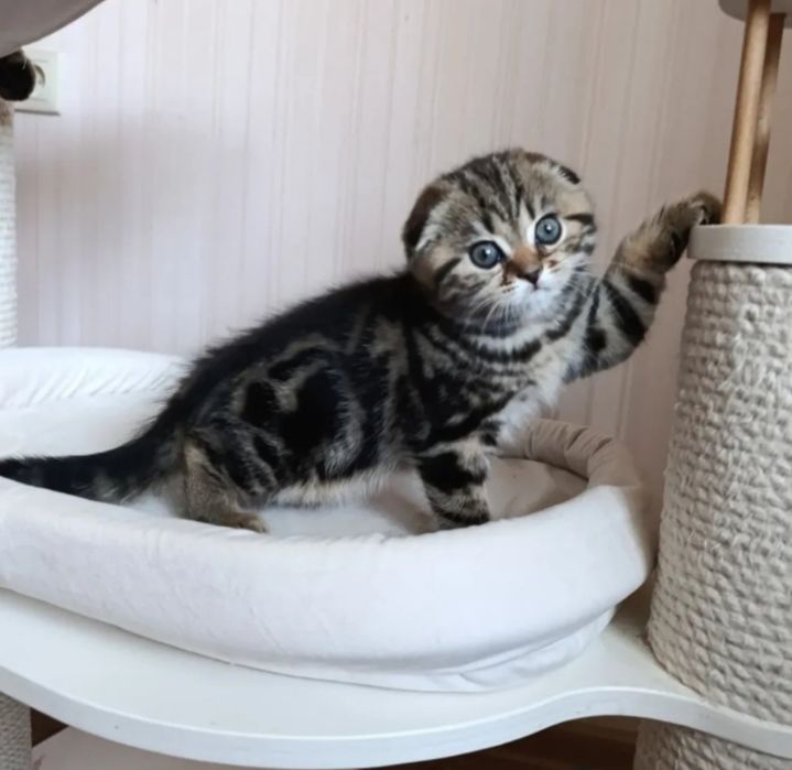 Вислоухие котята