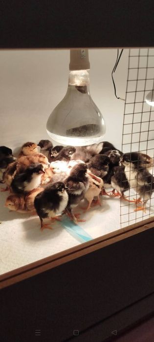 Kurczaki mix teczanka aurakana marans grenszyl