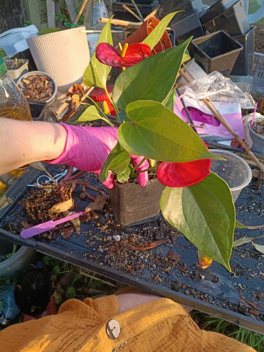 anthurium o czerwonych kwiatach