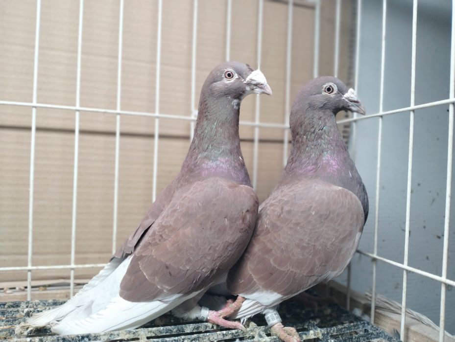 Gołębie Staropolskie