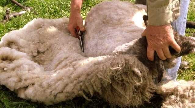 Nożyce do strzyżenia owiec,Maszynka do strzyżenia owiec, 31 cm