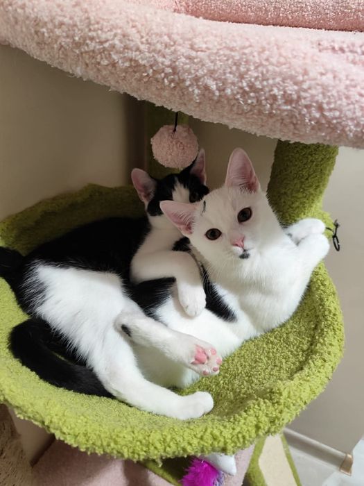 Cudowne rodzeństwo szuka wspólnego domu