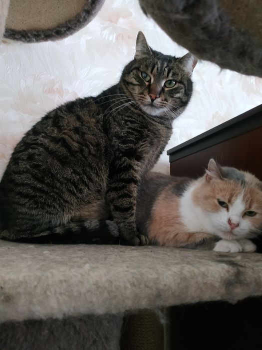 Кот 3 года бесплатно