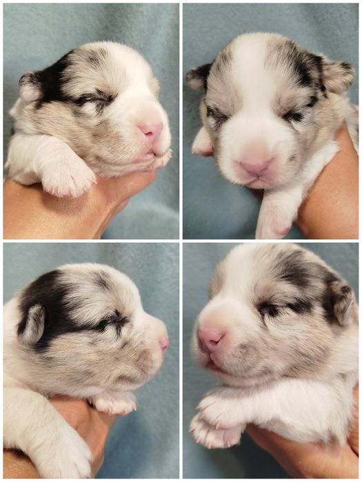 Welsh Corgi Cardigan FCI