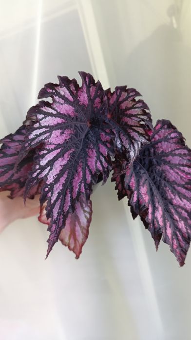 Бегонії дорослі різних сортів. 3 рослини 370 грн