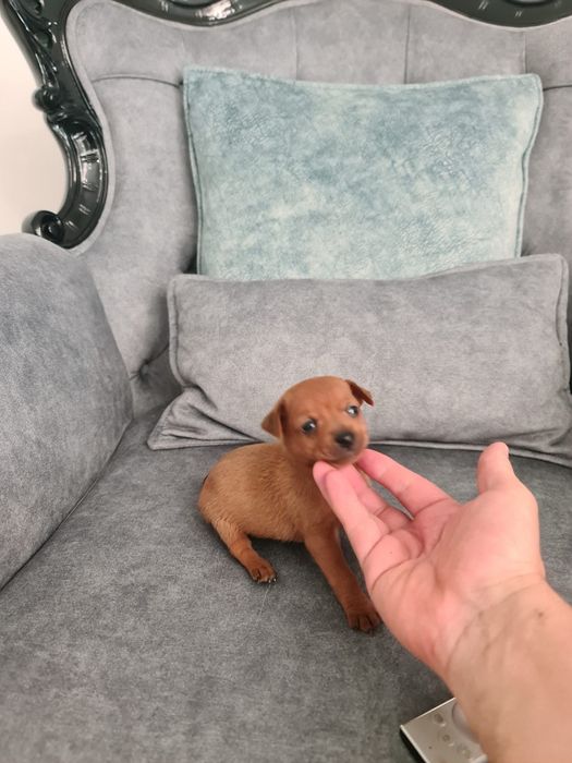 Pinscher miniatura