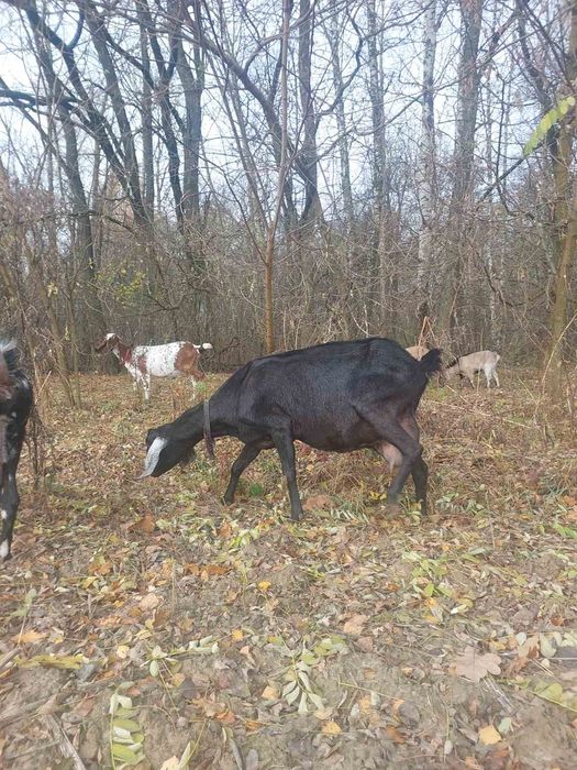 Продам кози. Срочно!