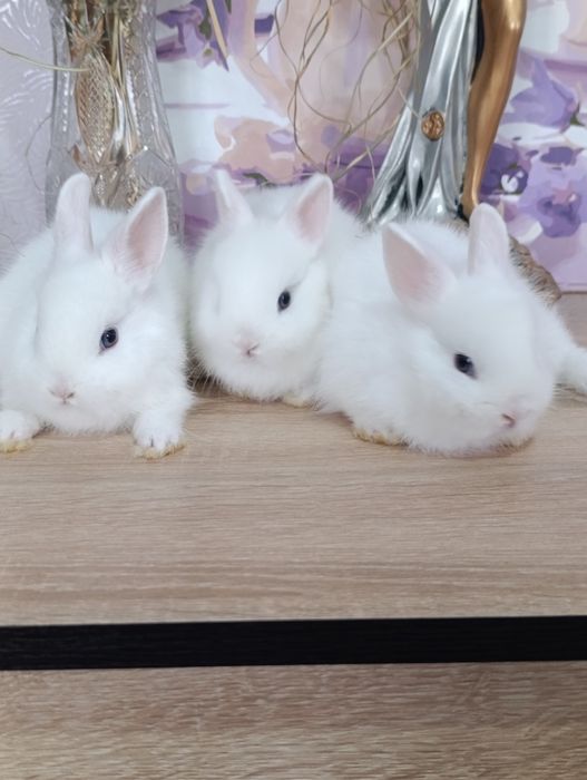 Карликовые кролики, самцы