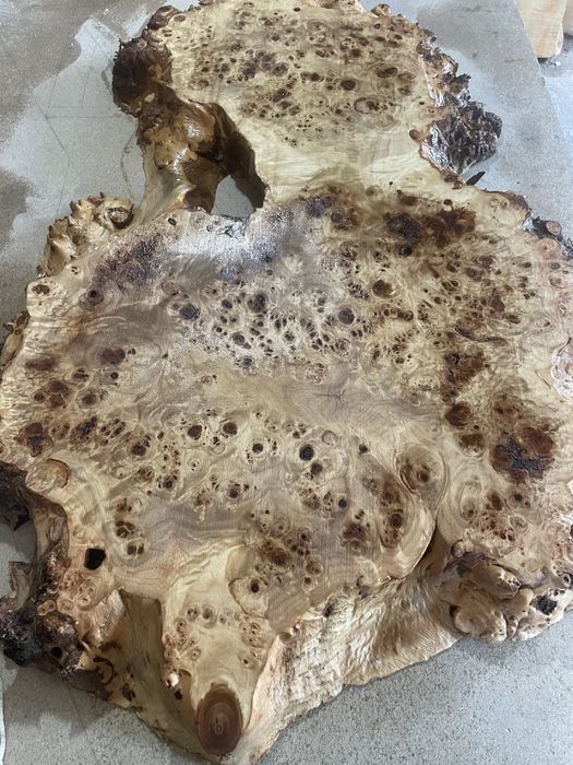 Капы тополя, клена вяза дуба ясеня