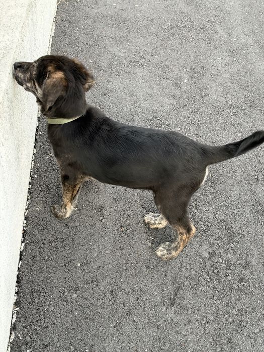 Doaçāo Cachorro Fêmea