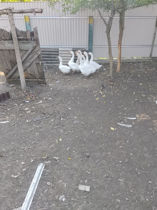 Продам гуси.1.5 року