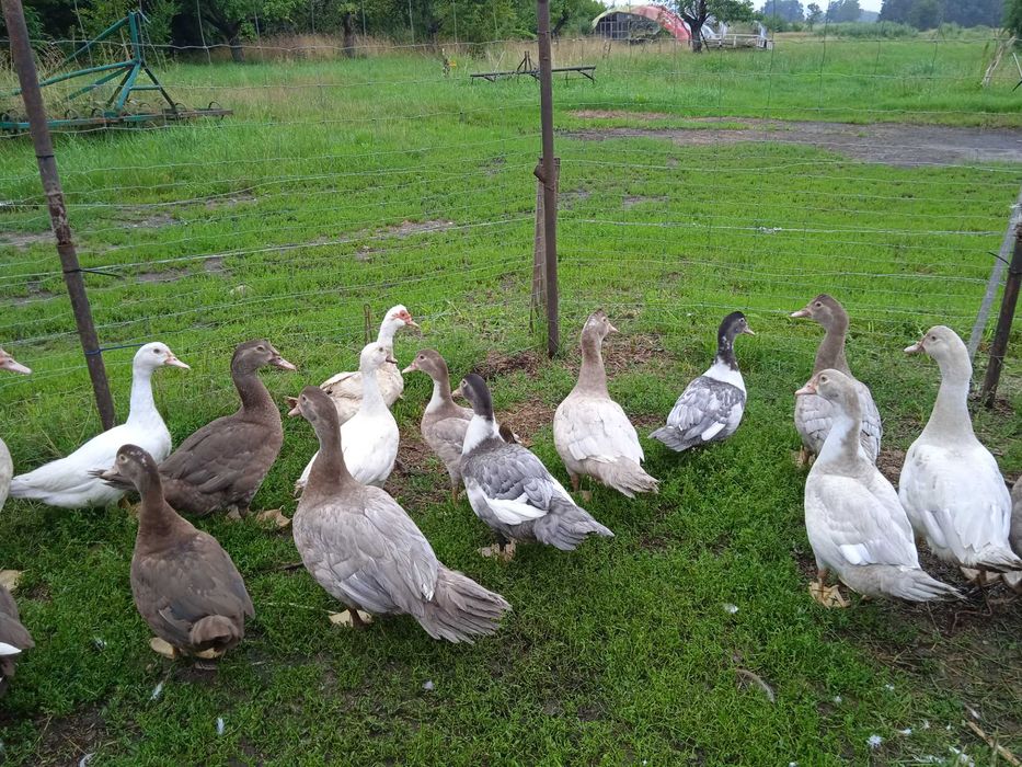 kaczki piżmowe z 2025