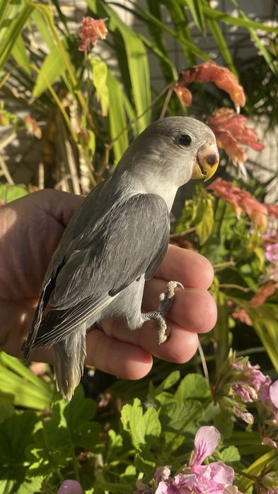 Agapornis domesticado