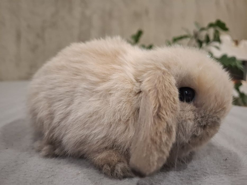 Króliczek mini lop karzełek baranek teddy  miniaturka rex lewki