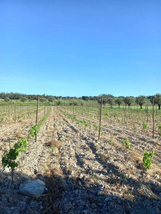 Vinha Produção em Pleno