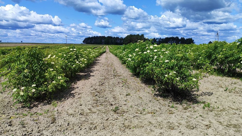 sztobry i sadzonki bzu czarnego