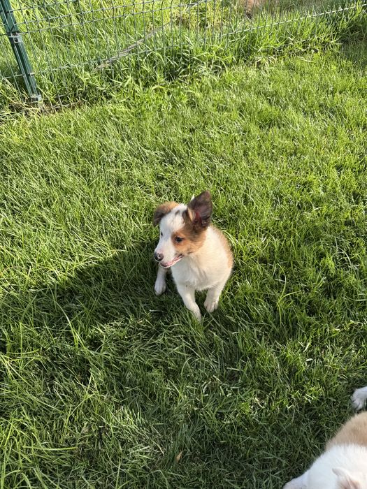 Border Collie Castanho Macho