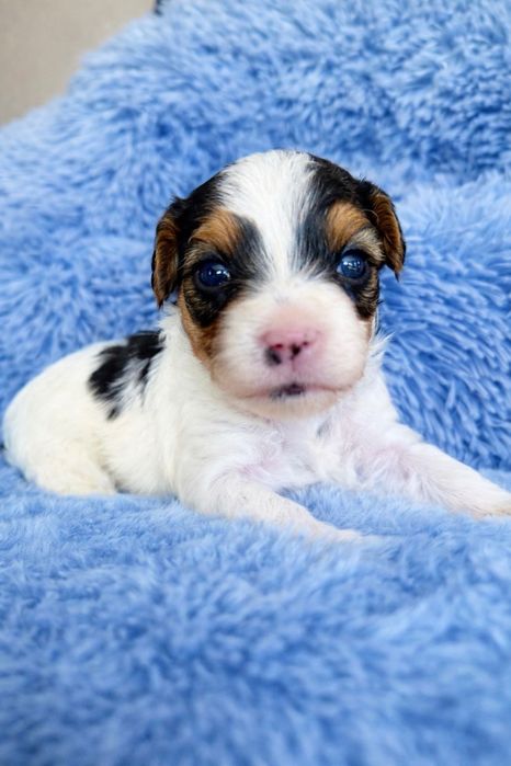 RAFAELLO York Biewer,pełny rodowód PFK, przegląd u sędzi DO Rezerwacji