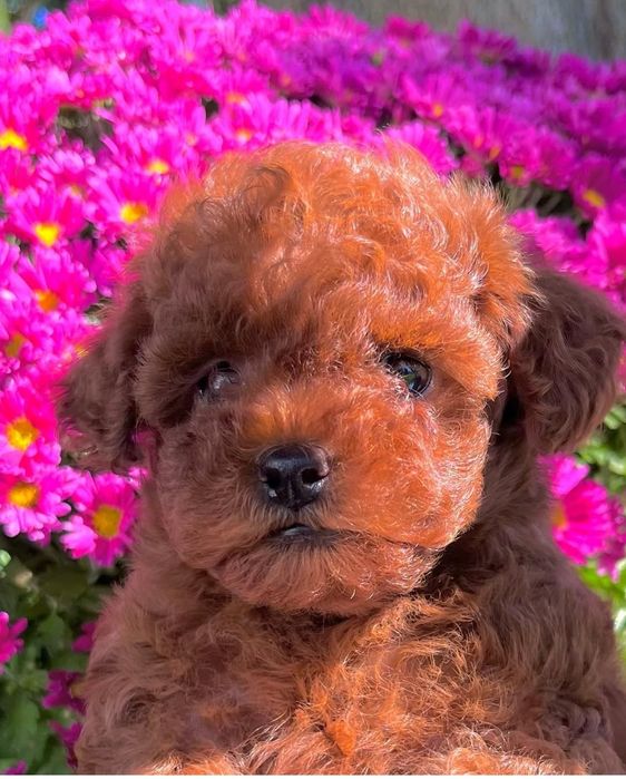 Найкращій малюк той пудель ред Браун