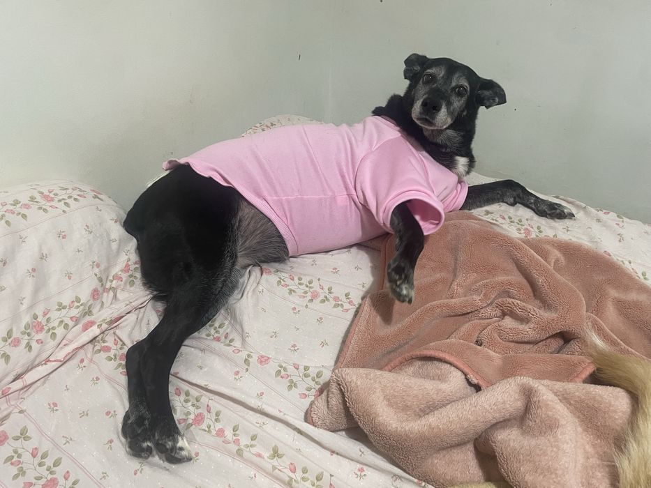 Dou cão e cadela idosos