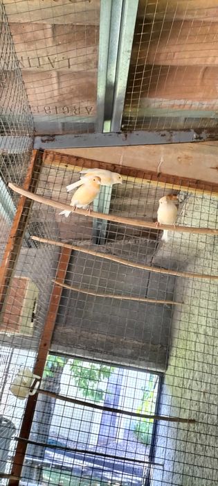 Tenho 3 canários para ceder, 2 fêmeas 1 macho