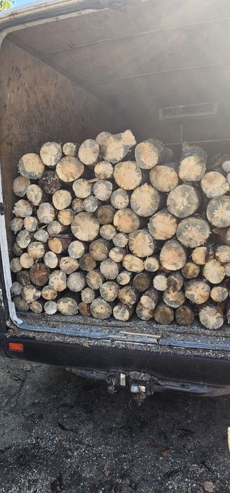 Gałęziówka sosnowa sucha