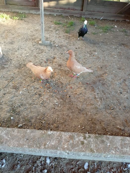 Mulemansy żółte para