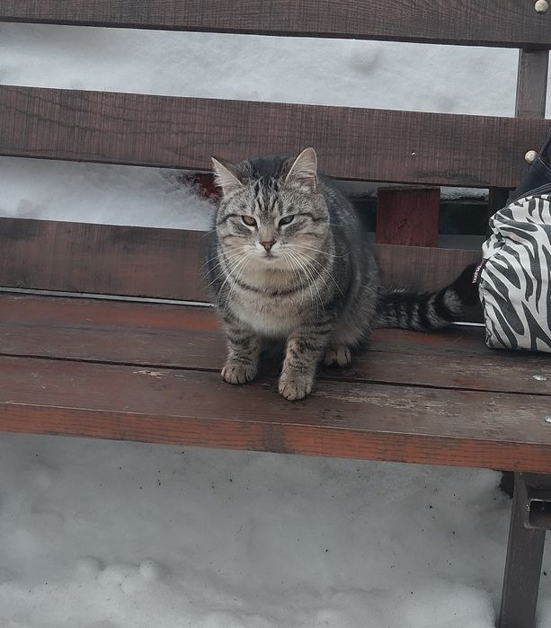 Безкоштовно котик