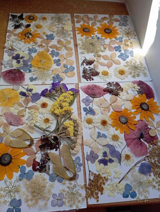 Ładne kwiaty suszone sprzedam