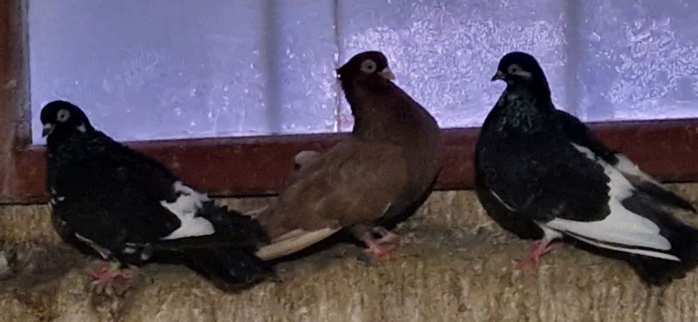 Gołębie zamojskie gładkie i czubate