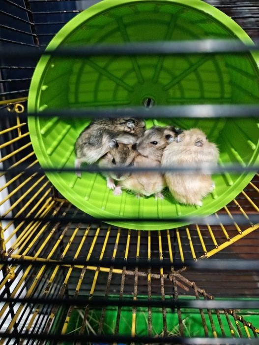 Хом'ячки джунгарики по 100 грн.