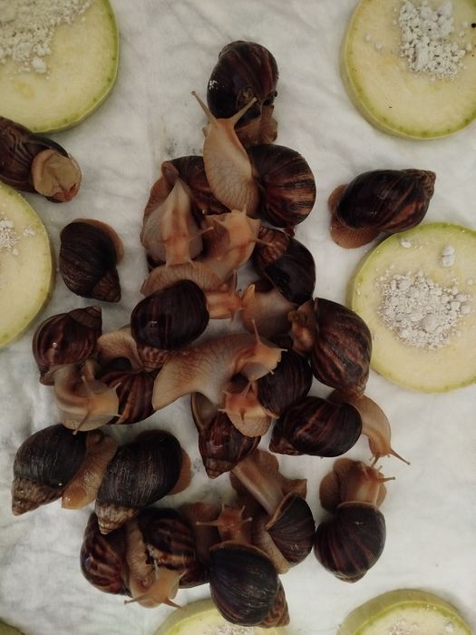 Равлики  ахатини